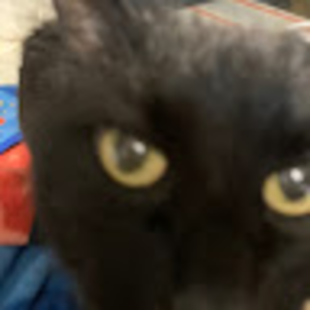 Meet your Posher, Linda